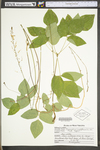 Desmodium nudiflorum