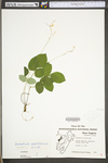 Desmodium nudiflorum