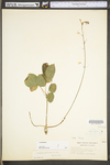 Desmodium nudiflorum