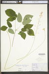 Desmodium nudiflorum