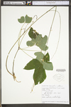 Desmodium nudiflorum