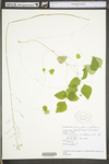 Desmodium nudiflorum