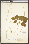 Desmodium nudiflorum