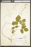 Desmodium nudiflorum