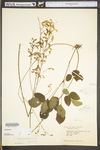 Desmodium nudiflorum