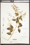 Desmodium nuttallii