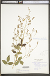 Desmodium nuttallii