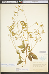 Desmodium nuttallii