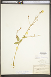 Desmodium nuttallii