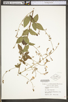 Desmodium nuttallii