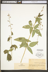 Desmodium obtusum