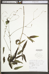 Desmodium paniculatum var. paniculatum