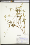 Desmodium paniculatum var. paniculatum