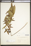 Desmodium paniculatum var. paniculatum