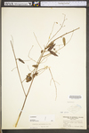 Desmodium paniculatum var. paniculatum