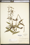 Desmodium paniculatum var. paniculatum