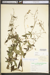 Desmodium paniculatum var. paniculatum