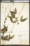 Desmodium paniculatum var. paniculatum