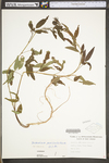 Desmodium paniculatum var. paniculatum