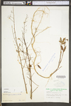 Desmodium paniculatum var. paniculatum