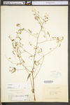 Desmodium paniculatum var. paniculatum