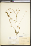 Desmodium paniculatum var. paniculatum