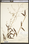 Desmodium paniculatum var. paniculatum