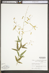 Desmodium paniculatum var. paniculatum