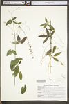 Desmodium paniculatum var. paniculatum