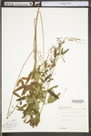 Desmodium paniculatum var. paniculatum