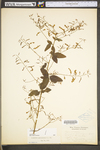 Desmodium paniculatum var. paniculatum