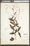 Desmodium paniculatum var. paniculatum