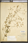 Desmodium paniculatum var. paniculatum