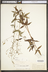 Desmodium paniculatum var. paniculatum