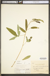 Desmodium paniculatum var. paniculatum