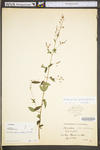 Desmodium paniculatum var. paniculatum