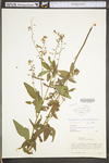 Desmodium paniculatum var. paniculatum