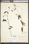 Desmodium paniculatum var. paniculatum