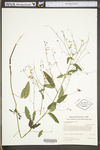 Desmodium paniculatum var. paniculatum