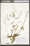 Desmodium paniculatum var. paniculatum