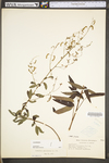 Desmodium paniculatum var. paniculatum