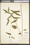 Desmodium paniculatum var. paniculatum