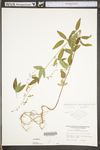 Desmodium paniculatum var. paniculatum