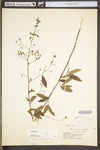 Desmodium paniculatum var. paniculatum