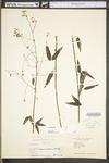 Desmodium paniculatum var. paniculatum