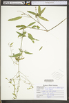 Desmodium paniculatum var. paniculatum