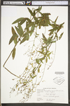 Desmodium paniculatum var. paniculatum