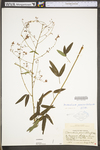 Desmodium paniculatum var. paniculatum