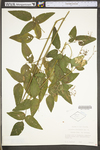 Desmodium paniculatum var. paniculatum