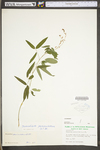 Desmodium paniculatum var. paniculatum